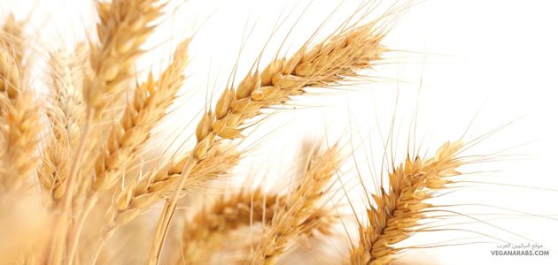 حساسيه القمح تعتبر حساسية القمح من الحساسيات الغذائية الشائعة بين الأفراد، ويعاني منها الكثيرون حول العالم. تتمثل حساسية القمح في تفاعل مناعي يحدث عندما تتعرض الجسم لبروتينات محددة في القمح، ويمكن أن يتسبب هذا التفاعل في العديد من الأعراض المختلفة