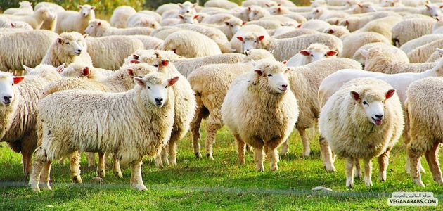 حيوانات تسرح في أرض الله الواسعة