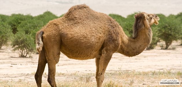 هل البعير يشم من بعيد؟
