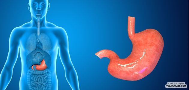 أمراض المعدة Stomach Diseases