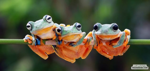 البرمائيات: تنوع وحياة مائية Amphibians: Diversity and Aquatic Life