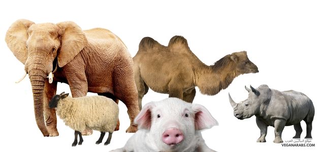 الثدييات: خصائصها وصفاتها مع أمثلة توضيحية Mammals: Characteristics and Traits, with Illustrative Examples