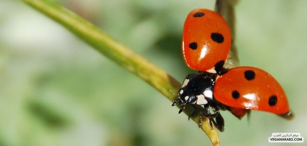 الحشرات: تنوع مذهل ودور بيئي حيوي lady bug