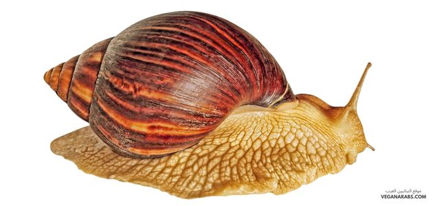 الرخويات   Mollusks snail