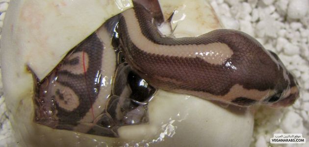 الزواحف: تنوع وخصائص متعددة  Reptiles: Diversity and Diverse Characteristics (Snake)