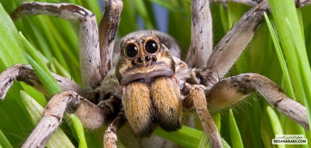 العناكب: عالم غامض ودور حيوي في البيئة spiders