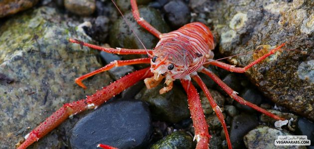 القشريات: تنوع الحياة في عالم المحيطات Crustaceans: The Diversity of Life in the Ocean World