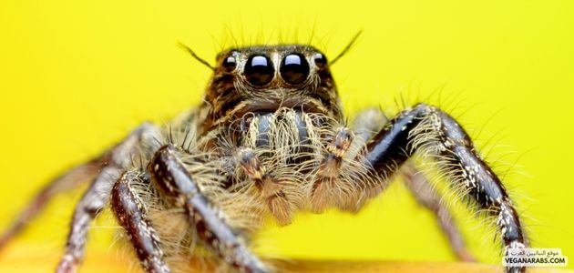 المفصليات spiders