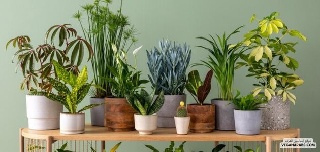 النباتات الزينة: تعزيز الجمال والحياة في بيئتك Ornamental Plants: Enhancing Beauty and Life in Your Environment