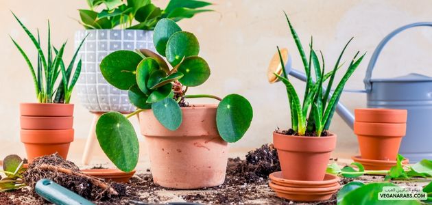 النباتات الزينة: تعزيز الجمال والحياة في بيئتك