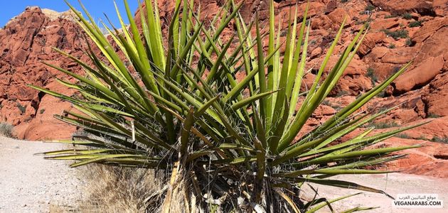 النباتات الصحراوية: قوة الحياة في بيئة قاسية Desert Plants: The Power of Life in a Harsh Environment
