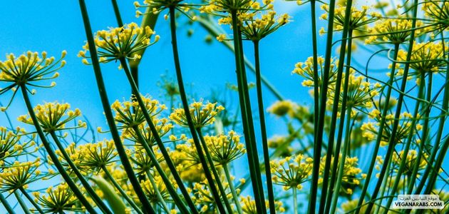 النباتات العشبية Herbaceous Plants