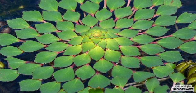 النباتات المائية Aquatic Plants