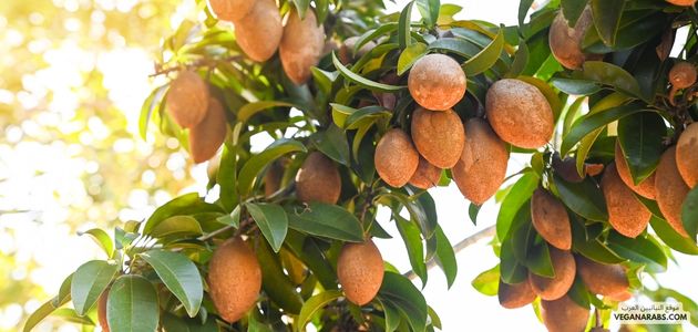 النباتات المثمرة Fruit-bearing Plants