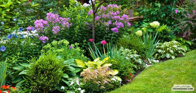 النباتات المعمرة  Perennial Plants