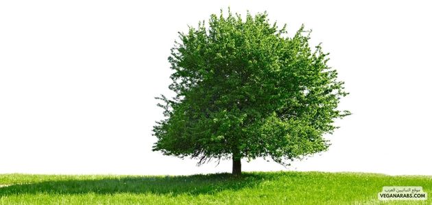 كيف تتنفس الأشجار وأنماط الحياة لديها: الاشجار السامة وأنواع الاشجار green trees