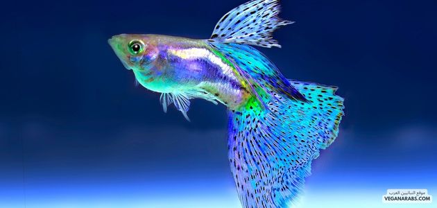 لأسماك: تنوع الحياة البحرية وأهميتها في عالم الأحياء البحرية shiny fish