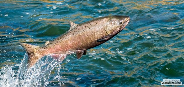 موقع النباتيين العرب VEGANARABS.COM (1)