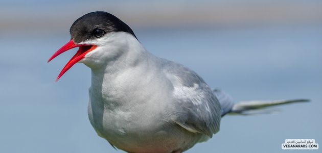 اللقلق (Arctic Tern):