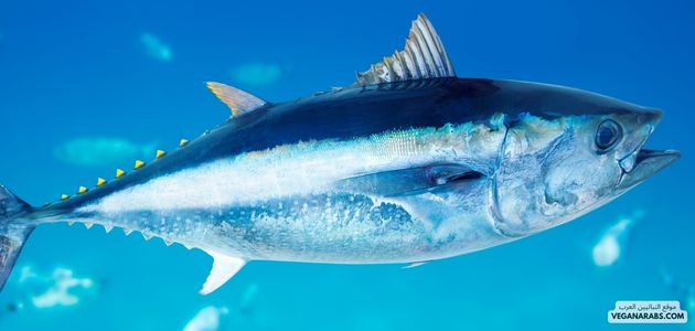 التونا (Tuna)