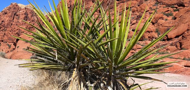 النباتات الصحراوية: قوة الحياة في بيئة قاسية