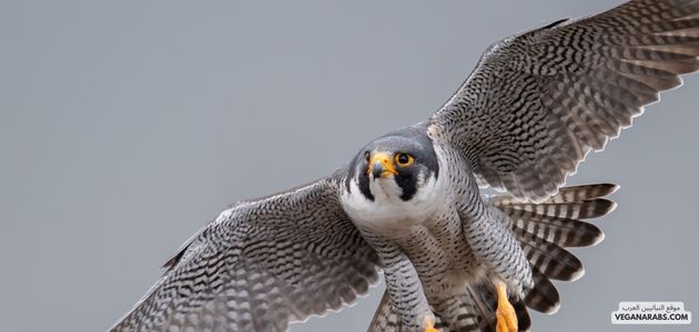 الشاهين الرملي (Peregrine Falcon)