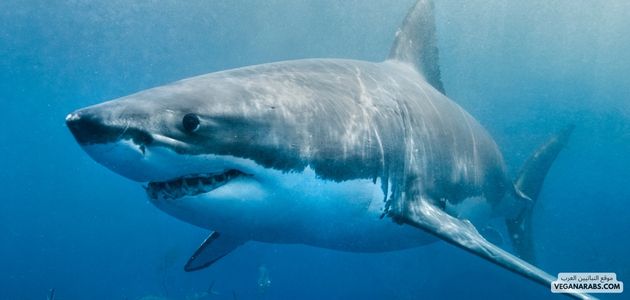 موقع النباتيين العرب VEGANARABS.COM القرش 