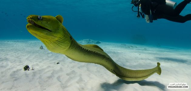موقع النباتيين العرب VEGANARABS.COM الموراي (Moray Eel):