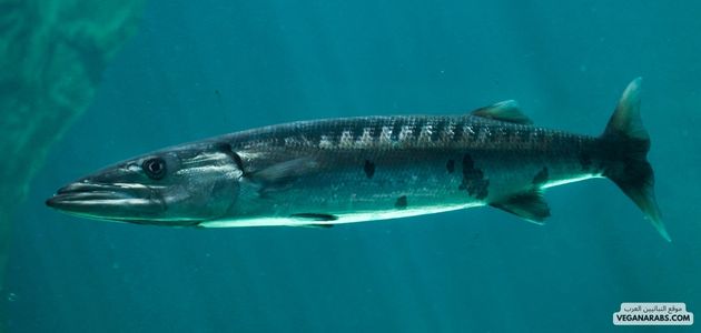 البيرونا (Barracuda)