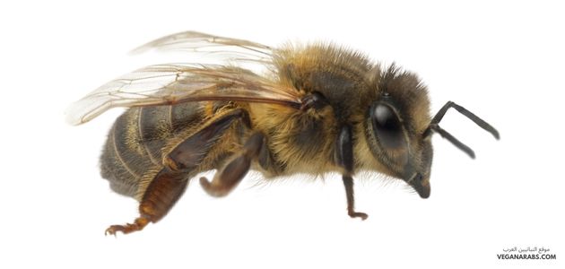 النحل العسل
