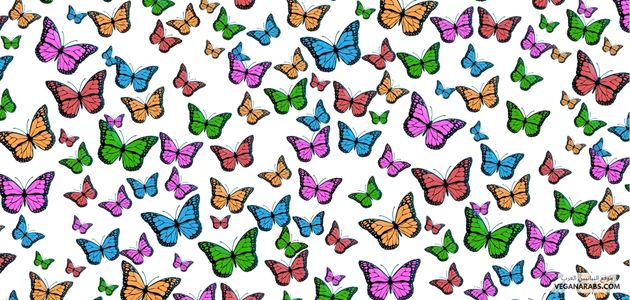 الفراشة الملونة 