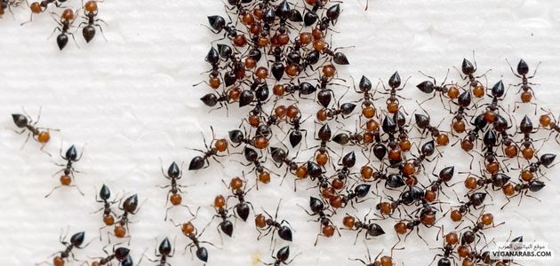 النمل الجارح