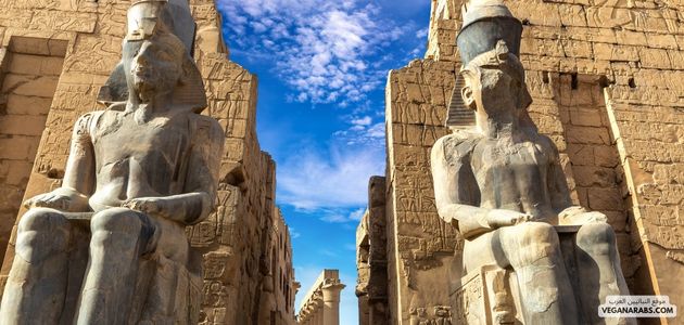 المنتجات النباتية في الأقصر Plant-based Products in Luxor