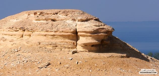 ما هي أفضل الأماكن والمنتجات النباتية في الفيوم مصر؟ What are the best vegan places and products in Fayoum, Egypt
