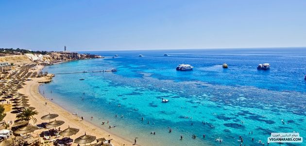 ما هي أفضل الأماكن والمنتجات النباتية في شرم الشيخ مصر؟ What are the best vegan places and products in Sharm El Sheikh, Egypt