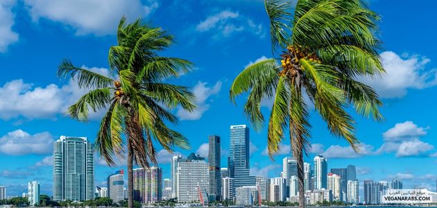 ما هي أفضل الأماكن والمنتجات النباتية في ميامي فلوريدا؟  What are the best vegan places and products in Miami, Florida