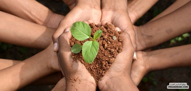 تأثير النباتية على البيئة