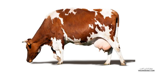 كيف اتجنب المكونات الحيوانية في المنتجات الشائعة؟