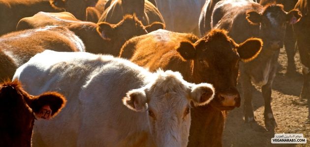 كيف أتجنب الأضرار البيئية للتربية الحيوانية في الشرق الأوسط؟