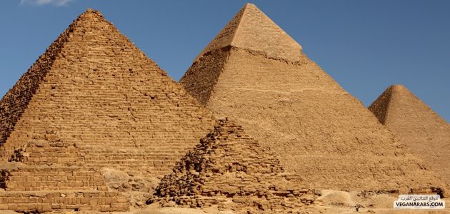 ما هي أفضل الأماكن والمنتجات النباتية في الجيزة مصر؟