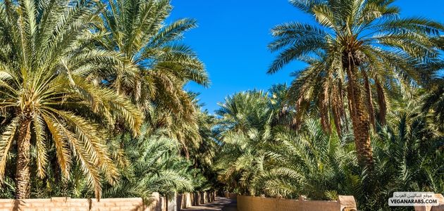 الدراسات والأبحاث المدعمة لفوائد النظام الغذائي النباتي في المنطقة العربية: