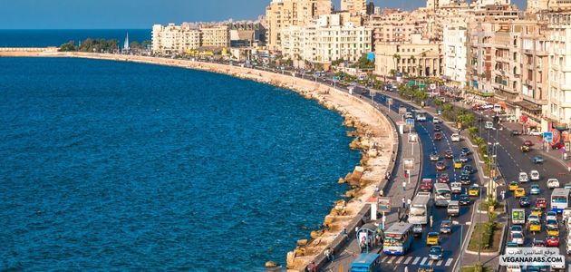 ما هي أفضل الأماكن والمنتجات النباتية في الاسكندريه في مصر؟