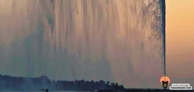 أماكن نباتية تستحق الزيارة في جدة: