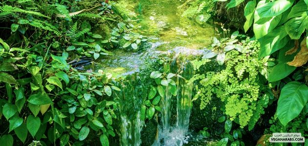 نصائح للحصول على الحديد من النباتات