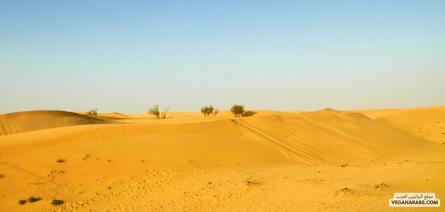 ماهي تأثير النباتية على السياحة البيئية في الشرق الأوسط؟