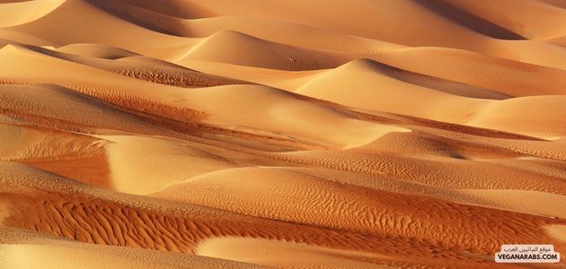 هل هناك دراسات تشير إلى فوائد النباتية في منع أو علاج الأمراض المزمنة مثل أمراض القلب والسكري في الشرق الأوسط؟ desert pic