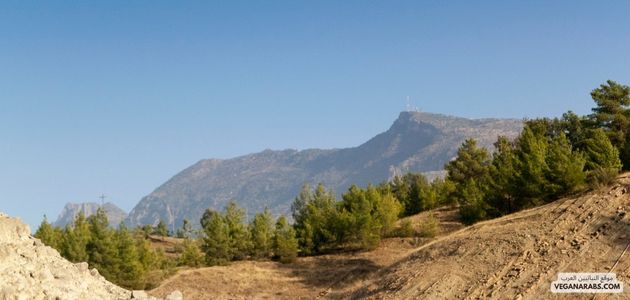 تأثير النباتية على التنمية المستدامة في الشرق الأوسط