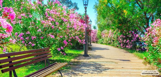 تحفيز الجمعيات والمنظمات غير الحكومية على تبني مشاريع نباتية في الشرق الأوسط