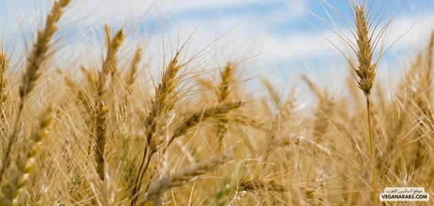 تأثير النباتية على السياسات الزراعية والاقتصادية في الشرق الأوسط