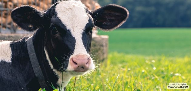 تحفيز الشركات على تطوير منتجات نباتية صديقة للحيوانات في الشرق الأوسط